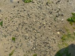 -北海金海湾红树林生态旅游区