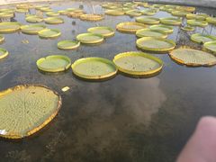 景点-白洋淀景区