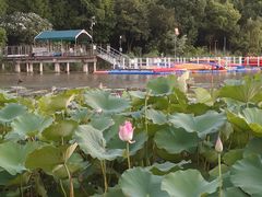 -南翔镇银翔湖公园