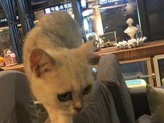 -吉丁鸟咖·异宠·寄养