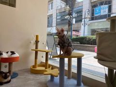 -猫力发电所·宠物专门店