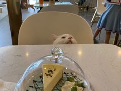 -飞行喵MR PILOT|猫舍·猫咖(静安大融城店)