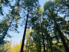 -黄海国家森林公园