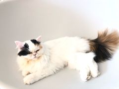 -米宠家·撸猫猫咖小萌宠·猫咪洗澡·猫咪寄养(高新大都荟店)