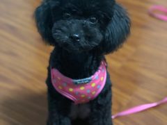 -熊小胖宠物生活馆(天华园店)