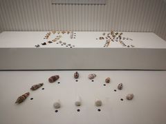 -青岛贝壳博物馆
