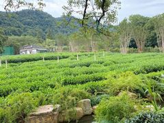 -中国茶叶博物馆(双峰馆区)
