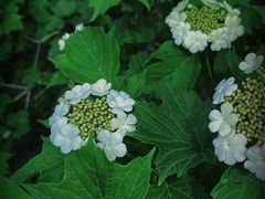 -云岫谷游猎自然风景区