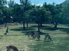-西安秦岭野生动物园