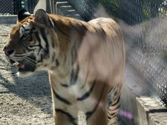 -西霞口神雕山野生动物世界