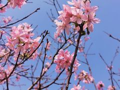 -天适樱花悠乐园