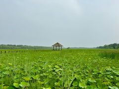 -西青郊野公园