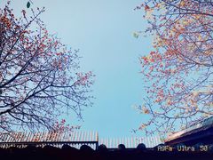 -喜洲吧·江畔老船厂·庭院餐厅(喜临院店)