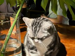 -咖法森林·咖啡  酒吧(天河店)