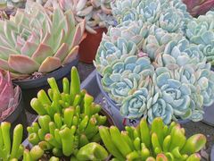 -三圣花乡旅游区