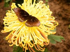 -北京国际鲜花港