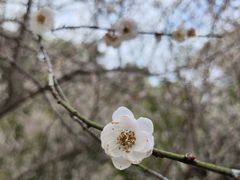 -广州市白云山风景名胜区