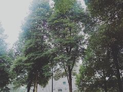 -重庆市江北嘴中央商务区中央公园