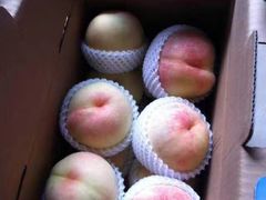 -南汇新场正宗水蜜桃采摘