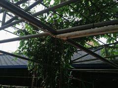 -荷香居(洞企石路店)