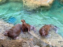 -珠海长隆海洋王国