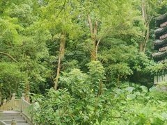 -深圳国际园林花卉博览园