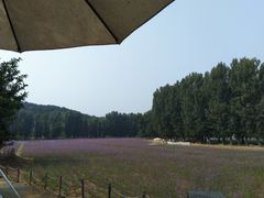 -紫海香堤香草艺术庄园
