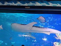 -烟台海昌鲸鲨海洋公园