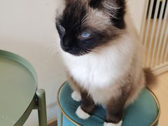 -猫在这儿猫咪咖啡馆·撸猫馆