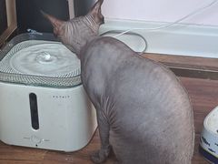 -这儿没有猫·猫咖萌宠馆·撸猫