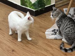 -猫小院猫主题餐厅(南锣旗舰店)