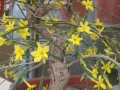-金陵花卉交易市场