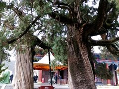 -黄帝陵