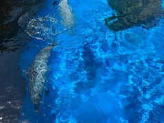 -珠海长隆海洋王国