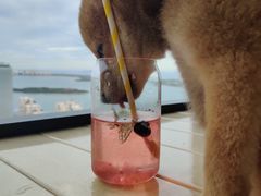 -柴犬小屋·柴餐厅·狗咖食堂(金鼎广场店)