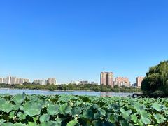 -济南大明湖景区