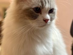 -猫咪派对(江南西店)