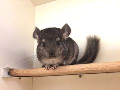 -龙猫仔乐园(惠福东路店)