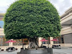 -成都安仁福朋喜来登酒店