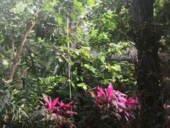 -呀路古热带植物园