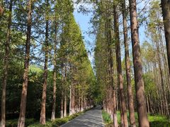 -昆山城市生态森林公园