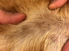 -Oh My Dog宠物沙龙(伊珊娜皮毛护理店)