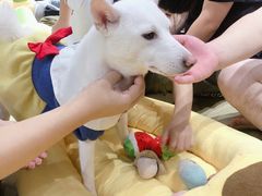 -逗柴咖啡屋·狗咖猫咖宠物桌游