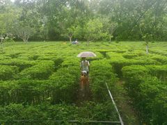 -广东茂名森林公园