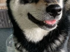 -柴犬高等学院·狗咖·柴犬售卖·宠物训练