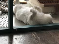 -喵屿·大理花园猫咖