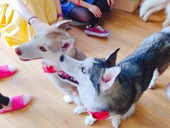 -Husky Go! 哈士奇体验馆·宠物咖啡厅狗咖