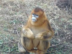 -合肥野生动物园