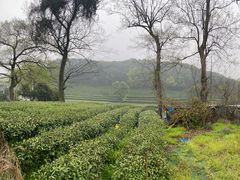 -随意茶庄·地道杭帮农家菜(梅家坞店)