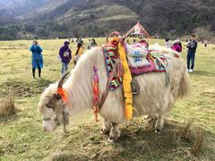 -硗碛藏寨·神木垒景区